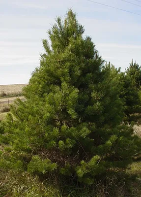 Сосна обыкновенная (Pinus sylvestris L.)