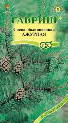 Сосна обыкновенная Ватерери C7,5 H40-50 см купить за 2 890 р. в садовом  центре АСТ Медовое