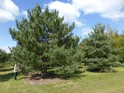 Pinus sylvestris - Сосна обыкновенная - хвойное дерево