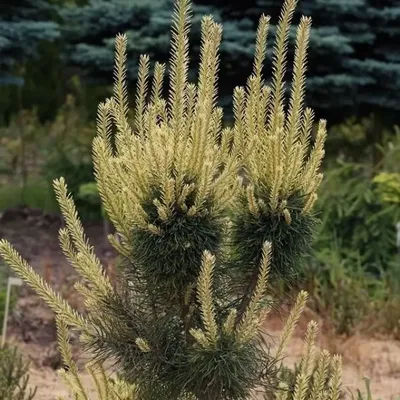 Как цветет сосна обыкновенная (Pinus sylvestris) - Природа Республики  Мордовия