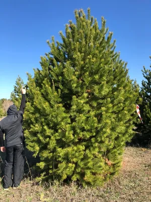 Саженцы Сосна обыкновенная 'Pinus sylvestris' из питомника растений  Гринстрана купить по цене от 1500 рублей | Описание, фото, доставка,  консультация — Гринстрана.ру