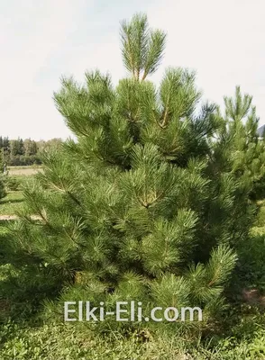 Сосна обыкновенная (Pinus sylvestris) - Питомник Челябинска