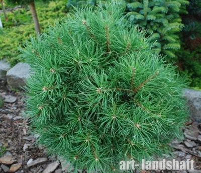 Сосна обыкновенная (Pinus sylvestris), декоративные сорта нашей селекции |  Декоративные древесные растения для Сибири | Дзен