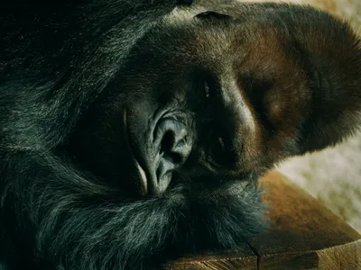Животные, Спокойной ночи: описания животных, приколы, фото и видео — Лучшее  | Пикабу
