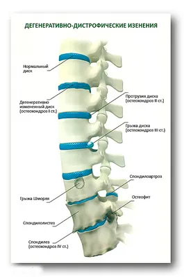 Статья - Kinesis - biochemestry, emotions, structure