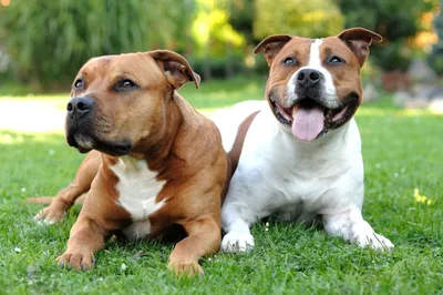 Vertical Portrait of Blue American Staffordshire Terrier Amstaff Sitting on  the Ground in Nature. American Stafford Dog with Stock Image - Image of  black, blue: 180007535