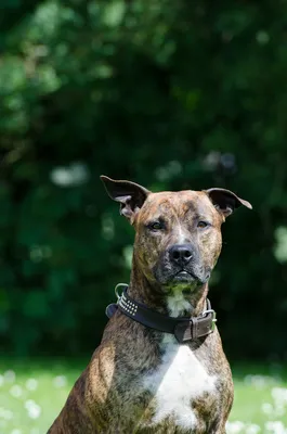 American stafford dog stock image. Image of canine, dangerous - 15742967