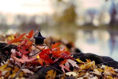 Цитаты и картинки про осень | Красивые. Для инстаграм. Фото.