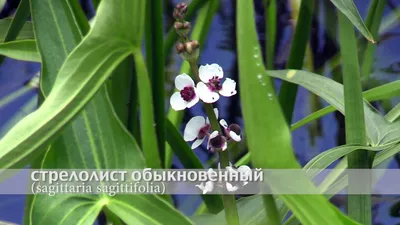 Купить Sagittaria sagittifolia (Стрелолист обыкновенный), купить стрелолист,  купить водные растения