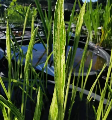 Стрелолист обыкновенный, или стрелолистный (лат. Sagittaria sagittifolia) |  Пикабу