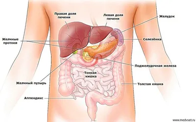 Строение брюшной полости женщины в картинках