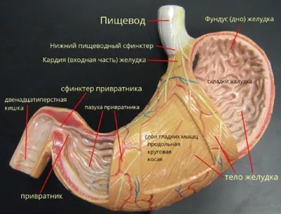 Картинки строение человека (45 фото) » Картинки, раскраски и трафареты для  всех - Klev.CLUB