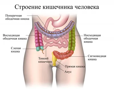 Внутренние органы картинки (59 лучших фото)