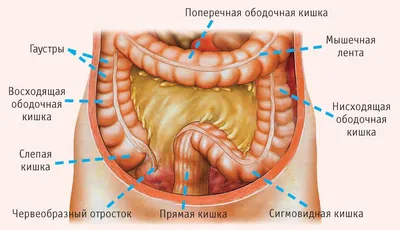 DoktorLerner.ru Органы ЖКТ - анатомия и физиология