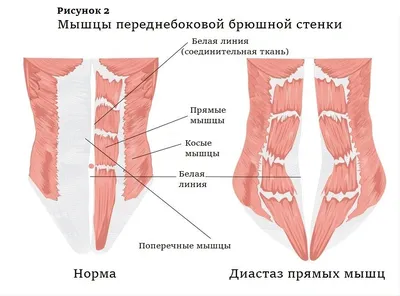 Картинки внутренних органов (49 фото) » Юмор, позитив и много смешных  картинок