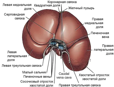 Анатомия человека: простое и доступное описание анатомических и  физиологических особенностей тела человека