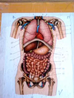 Пищеварительная система : нормальная анатомия | e-Anatomy