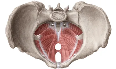 Брюшная и тазовая полости : нормальная анатомия | e-Anatomy