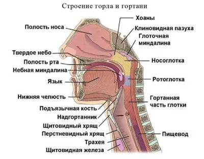 Брюшная и тазовая полости : нормальная анатомия | e-Anatomy