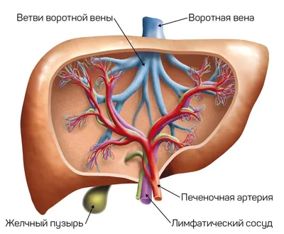 Рак ротоглотки - симптомы, признаки.