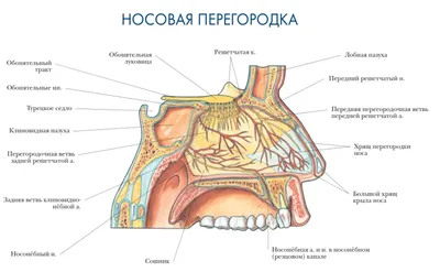 АНАТОМИЯ ЧЕЛОВЕКА | Энциклопедия Кругосвет