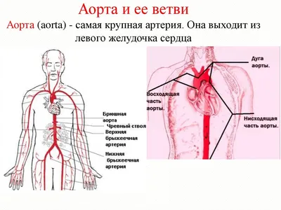 Печеночный (портокавальный, портосистемный) шунт у собак - Ветеринарный  Центр «Прайд»