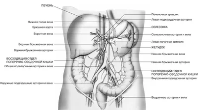 Анатомия для студентов медицинских ВУЗов (часть 3: Аорта и артерии) | Good  doctor | Дзен