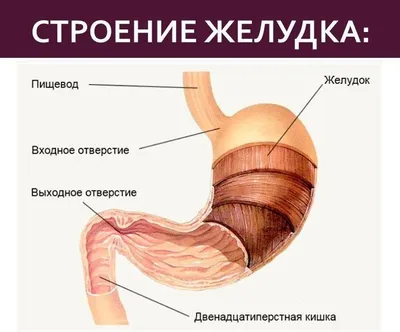 Фотоальбомы - Анатомия человека