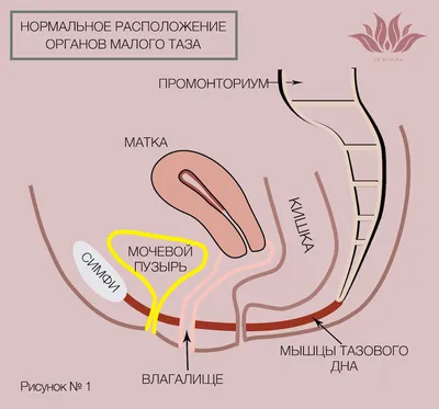 Строение Носа Рисунок (51 Фото)