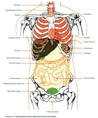 Пищеварительная система : нормальная анатомия | e-Anatomy