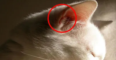 Для чего у кошек на ушах \"кармашки\"? | Про Кошек | Дзен