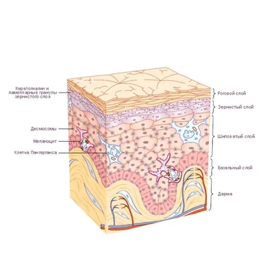 Из каких слоёв состоит кожа и каковы её функции? | Eucerin
