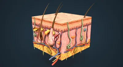 Анатомия: Кожа, cutis. Функции кожи. Строение кожи. Эпидермис, epidermis