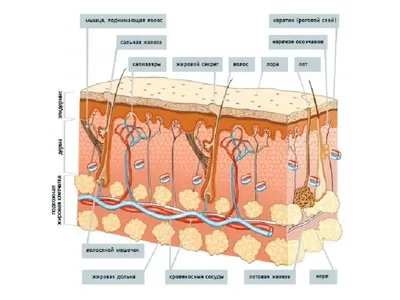Анатомия: Кожа, cutis. Функции кожи. Строение кожи. Эпидермис, epidermis