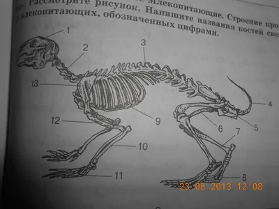 симпатичное кроличье строение. простой рисунок кролика хипстера Иллюстрация  вектора - иллюстрации насчитывающей дети, лук: 247043820