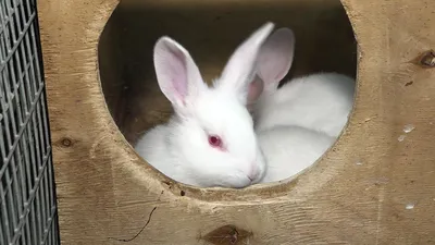 ДЕКОРАТИВНЫЕ КРОЛИКИ: ЗДОРОВЬЕ, ПИТАНИЕ, СОДЕРЖАНИЕ. All about bunnies. |  Facebook