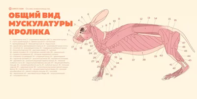 Пищеварительная система кроликов