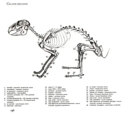 Череп Кролика Рисунок (58 Фото)