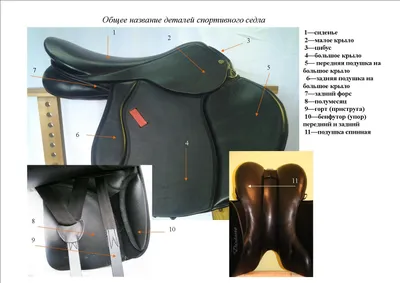 [73+] Строение седла и уздечки в картинках обои