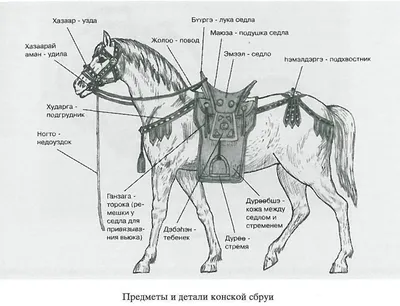 Строение седла для лошади. Что нужно знать при выборе седла - Кінний портал  України