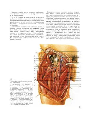 Строение седла для лошади. Что нужно знать при выборе седла - Кінний портал  України