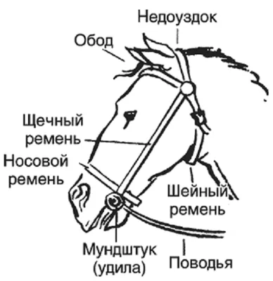 Рисунки узда для лошади (36 фото) »