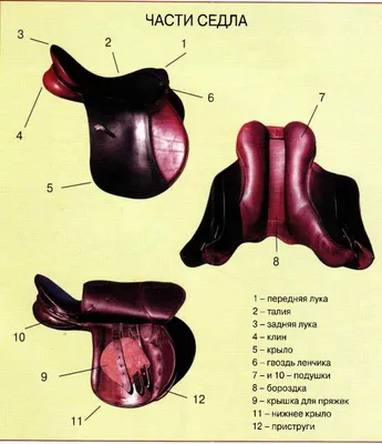 Рисунки лошадь с уздечкой и седлом (41 фото) »