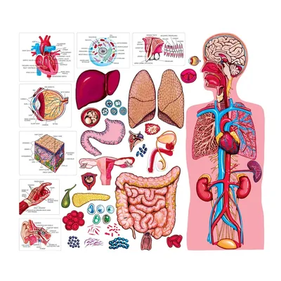 Cтроение человека: внутренние органы, фото с надписями | Учащиеся  медучилища, Медицина, Анатомия