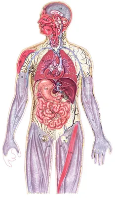 Размер и формат: скачайте фотографии внутренних органов | Строение органов  человека Фото №755471 скачать