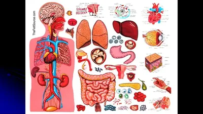 Картинки расположение органов человека (53 фото) - 53 фото