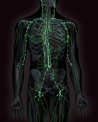 Человек Скелета И Внутренних Органов — стоковые фотографии и другие картинки  Анатомия - Анатомия, Без людей, Биология - iStock