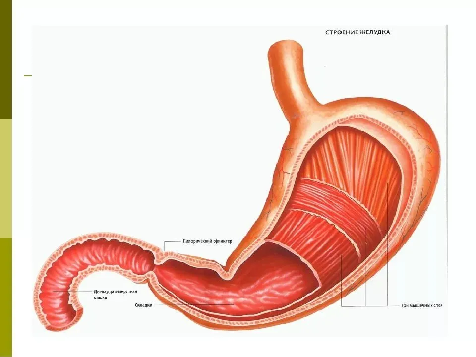 Как выглядит сфинктер. Сфинктеры 12 перстной кишки. Желудок в разрезе.