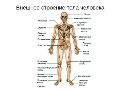 Структура тела человека картинках