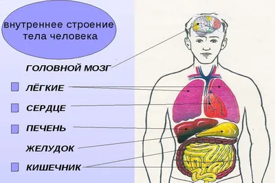 АНАТОМИЯ ЧЕЛОВЕКА | Энциклопедия Кругосвет